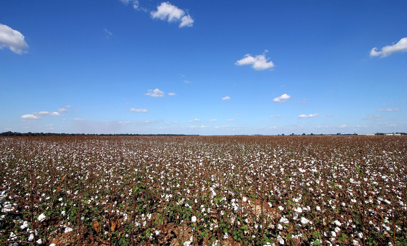 Cotton fields beneath a blue Mississippi Delta sky